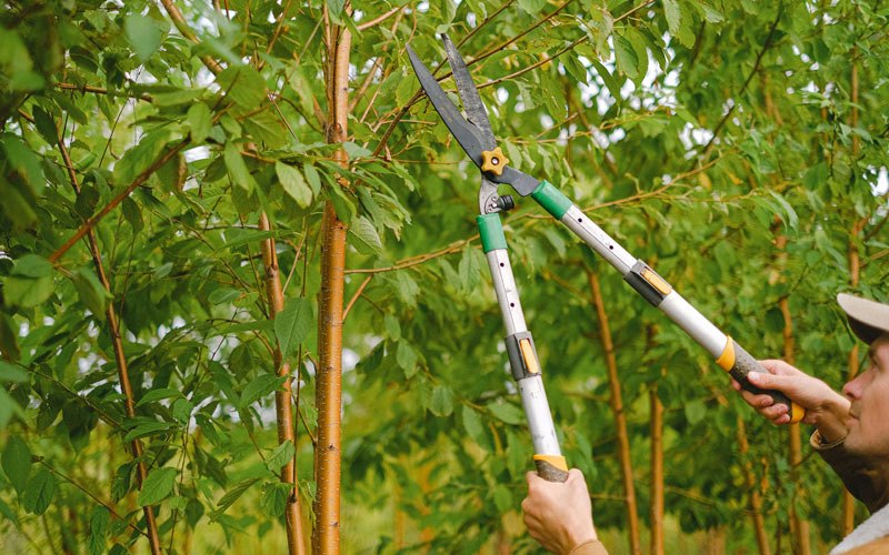 Tree trimming in Winlock, WA